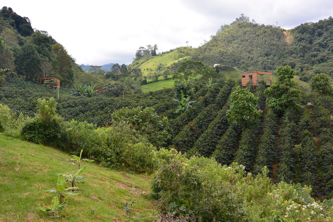 La Palma Y El Tucan