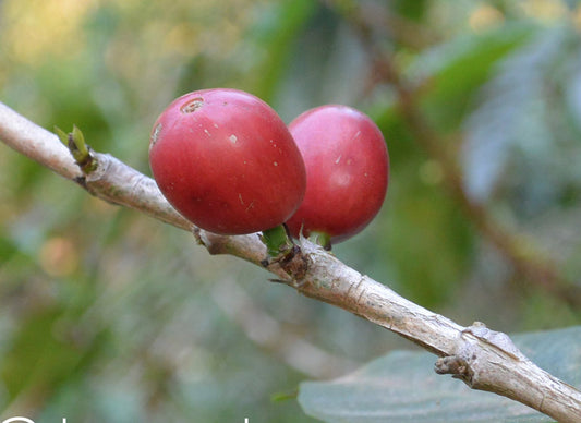 What is Direct Trade Coffee