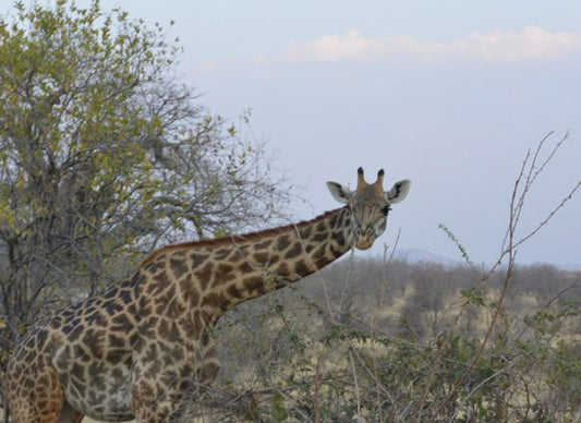 Tanzania