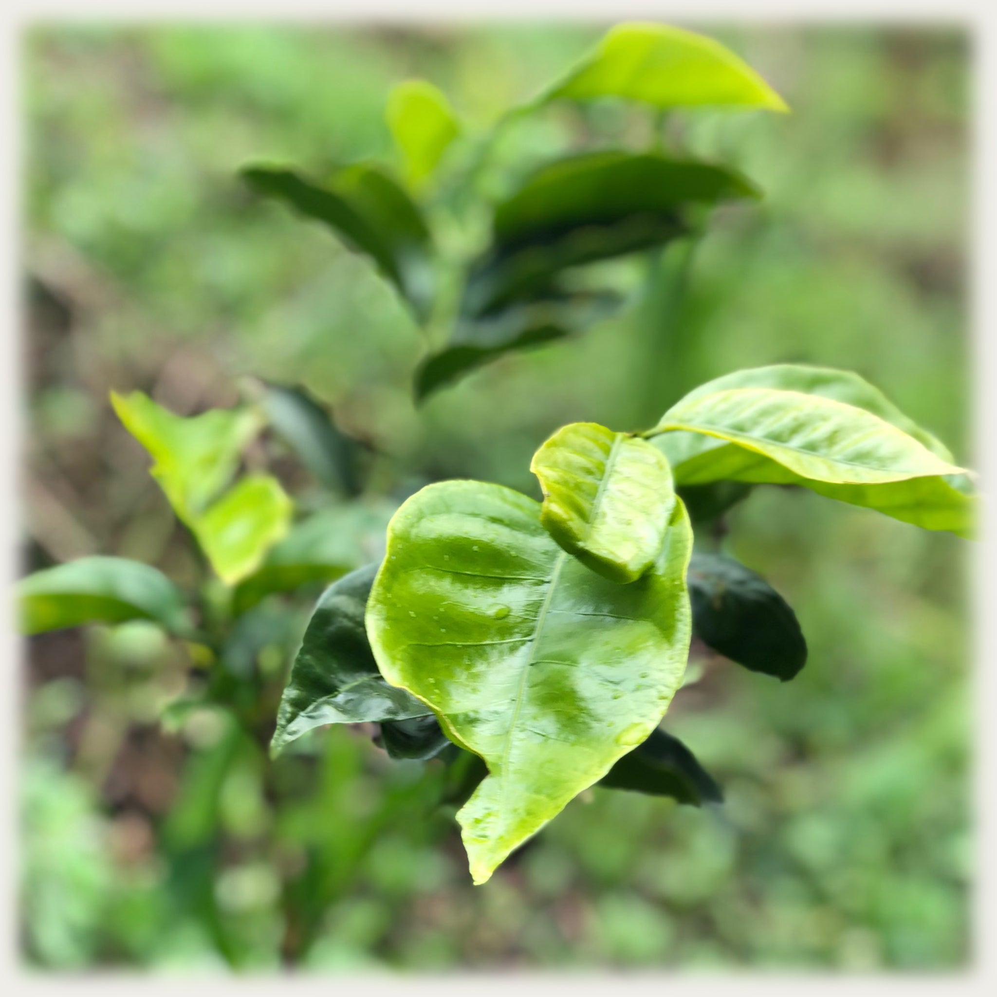 The Science of Coffee: Coffee the Botanical II — Species
