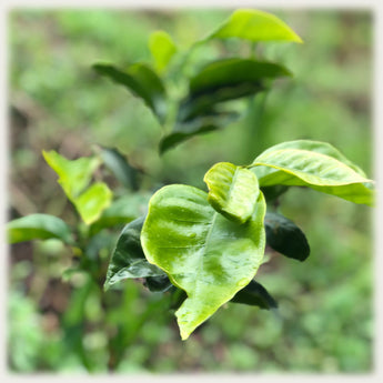 The Science of Coffee: Coffee the Botanical II — Species