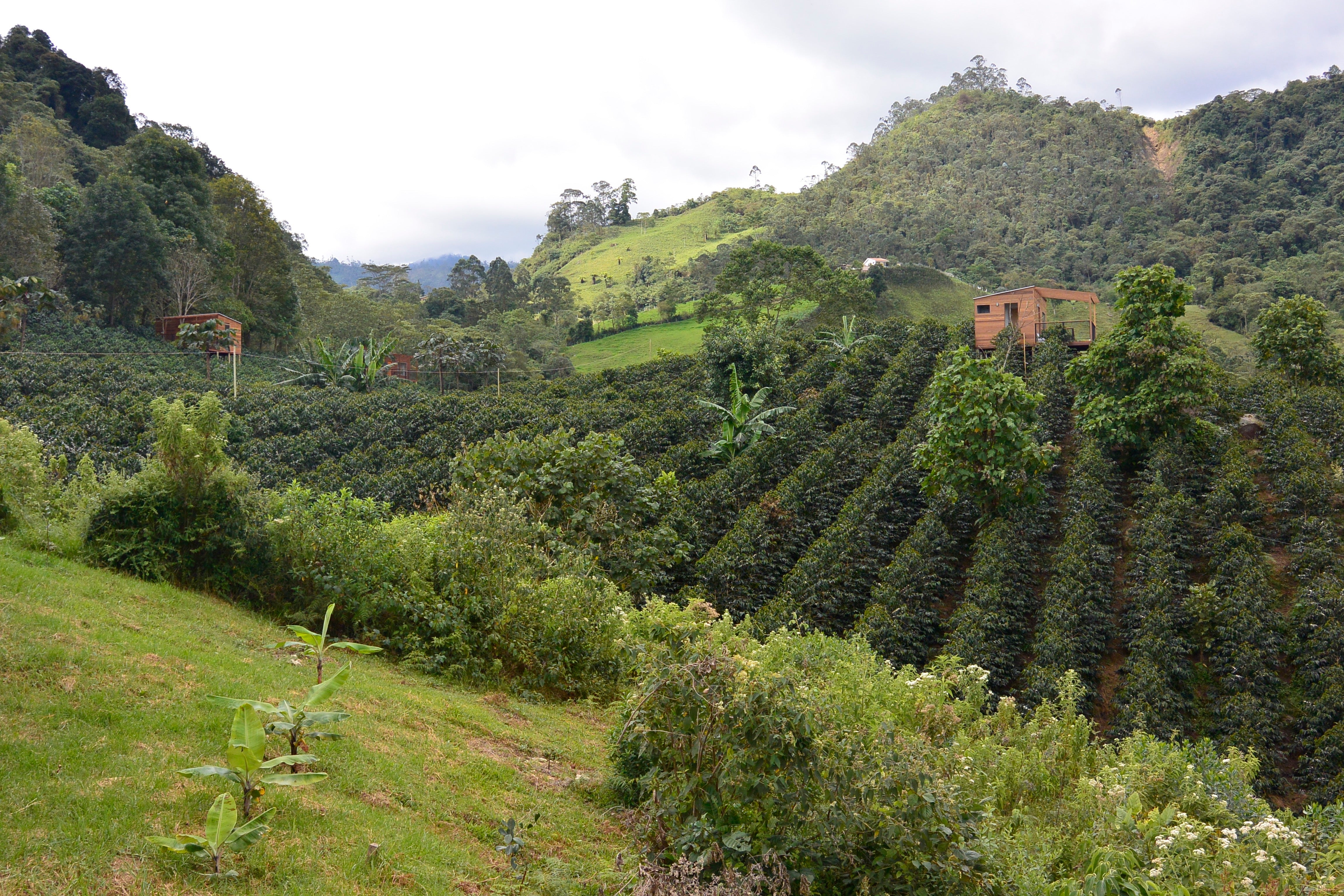 La Palma Y El Tucan