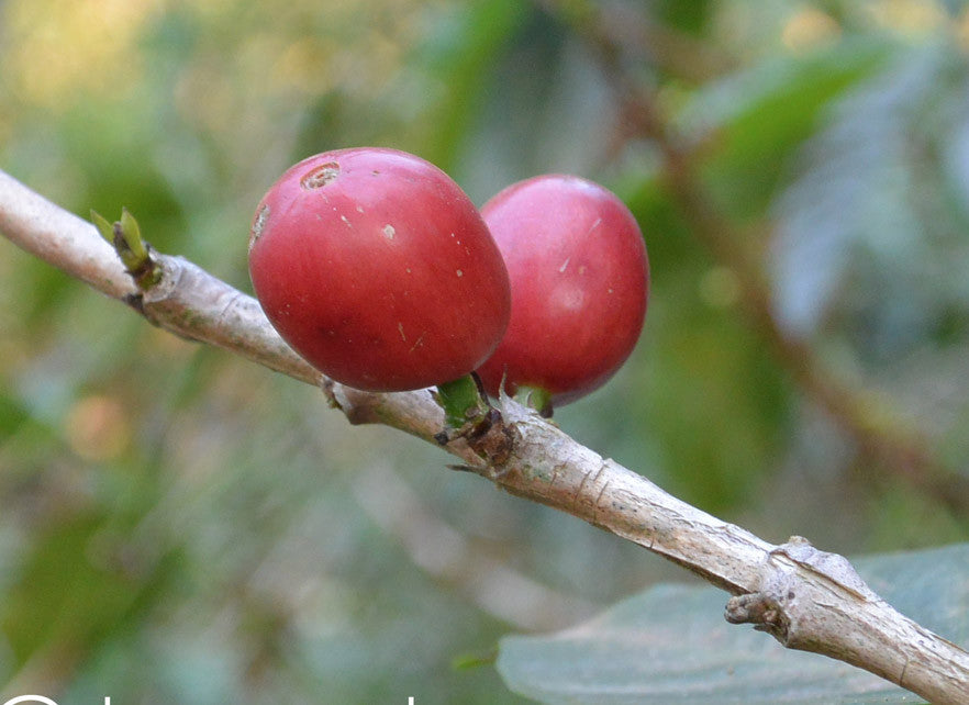 What is Direct Trade Coffee