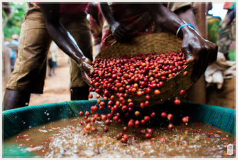 The Science of Coffee: Coffee the Botanical Part I