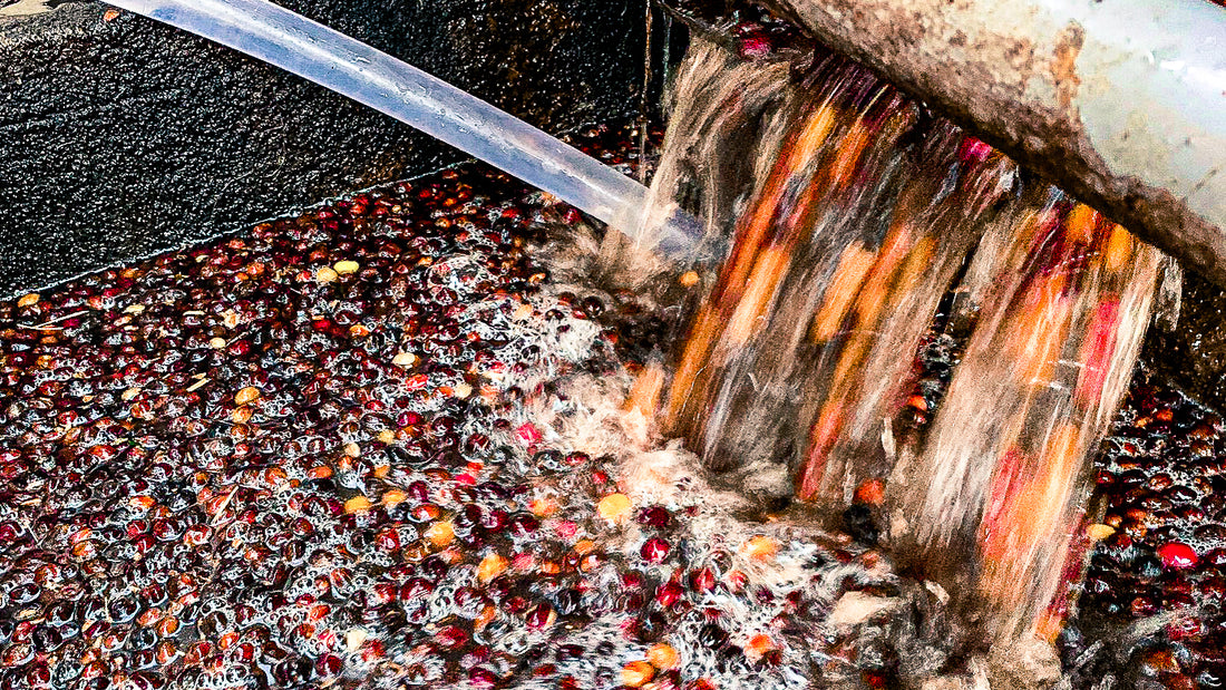 The Science of Coffee: Processing Methods