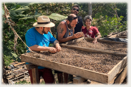 The Science of Coffee:  Coffee the Botanical III—Varietals