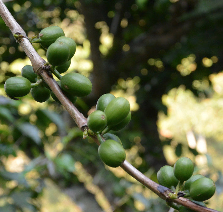 Africa and The Middle East