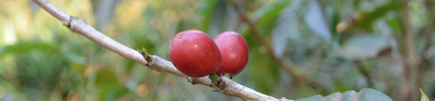 North & Central America