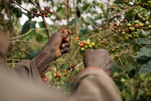 Burundi Mikuba Washed Processed 2026