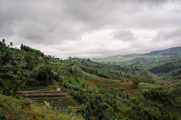 Burundi Mikuba Washed Processed 2026