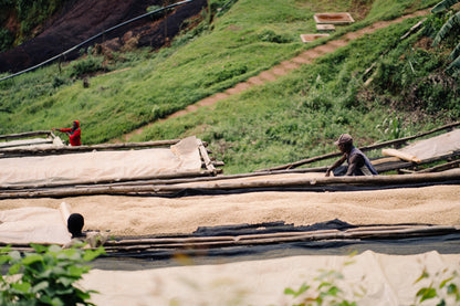 Burundi Mikuba Washed Processed 2026