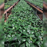 El Salvador Finca Paraiso Kenya Process (Aida Batlle Select)