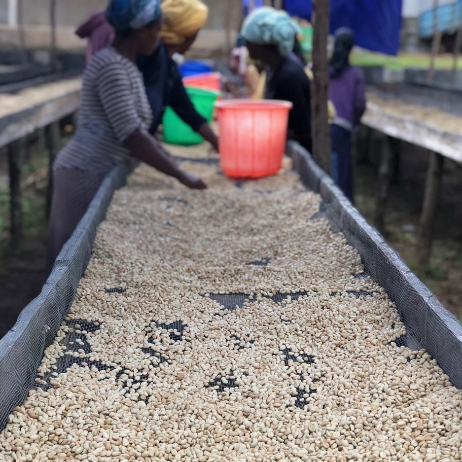 Ethiopia Abana Estate Sulladjah