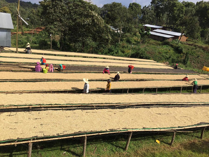 Ethiopia Abana Estate Sulladjah