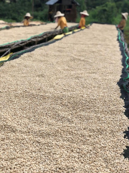 Ethiopia Abana Estate Sulladjah